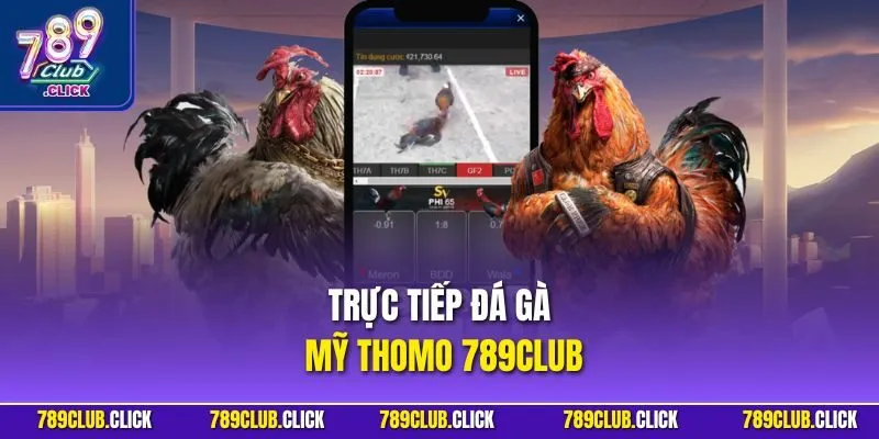 Trực Tiếp Đá Gà Mỹ Thomo 789CLUB